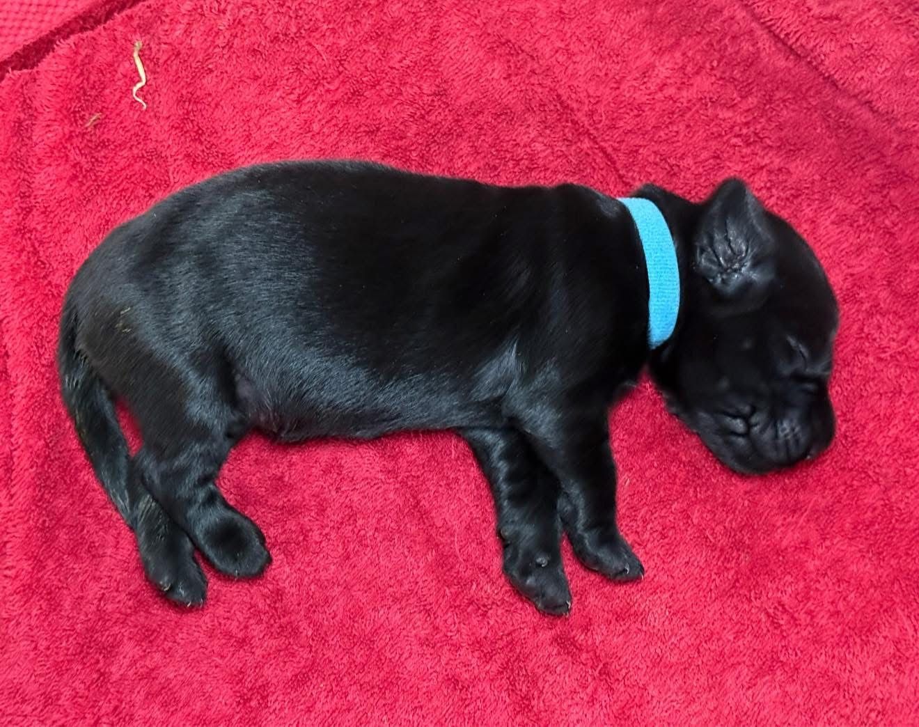 Black puppy with a blue collar lying on a red towel.