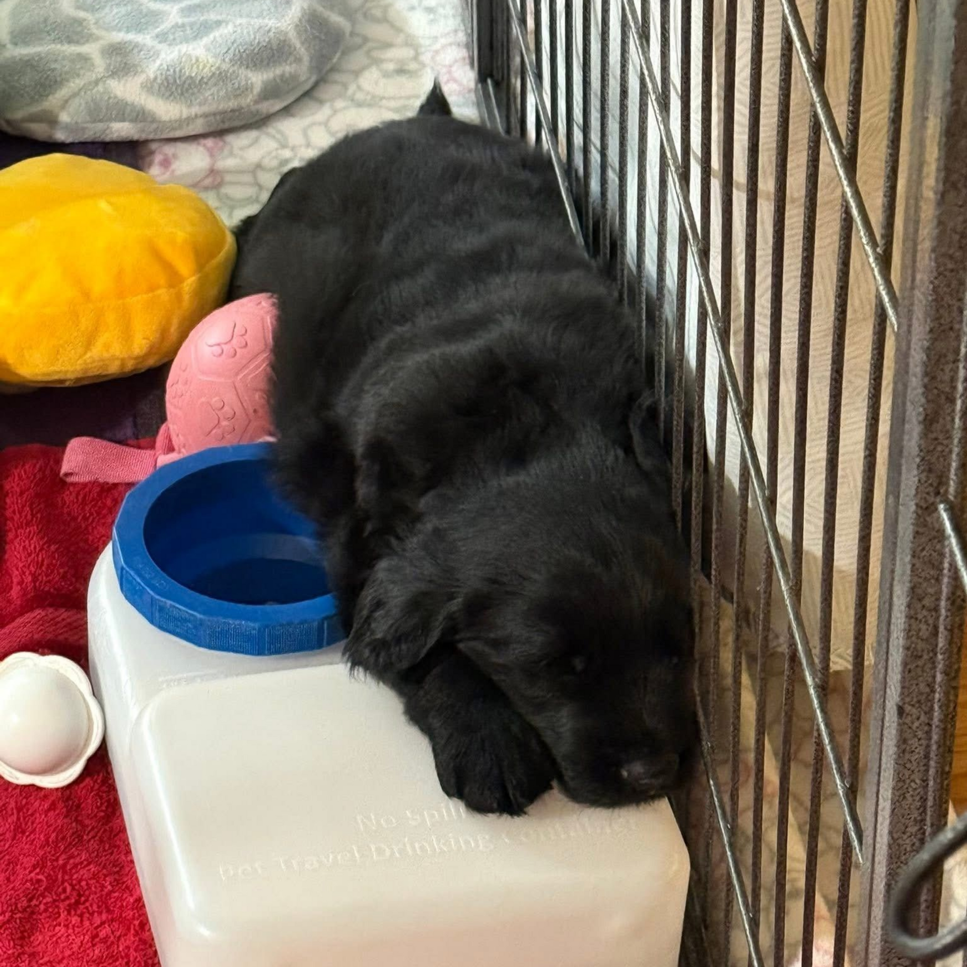 Black puppy resting on a white water container, near a blue bowl and a red towel.
