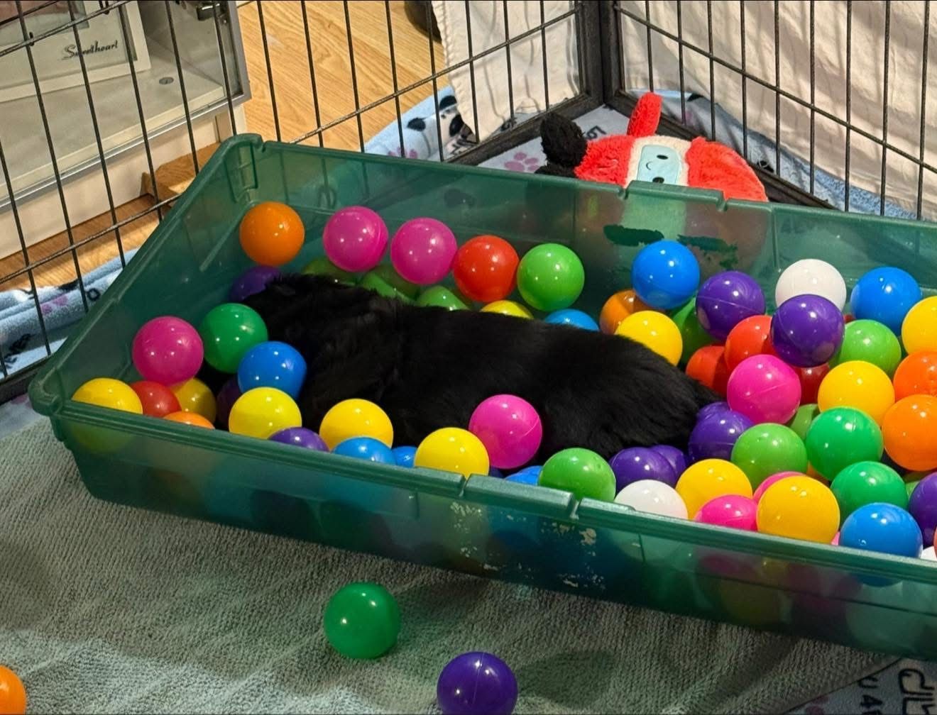 Black puppy resting in a green bin filled with colorful balls.