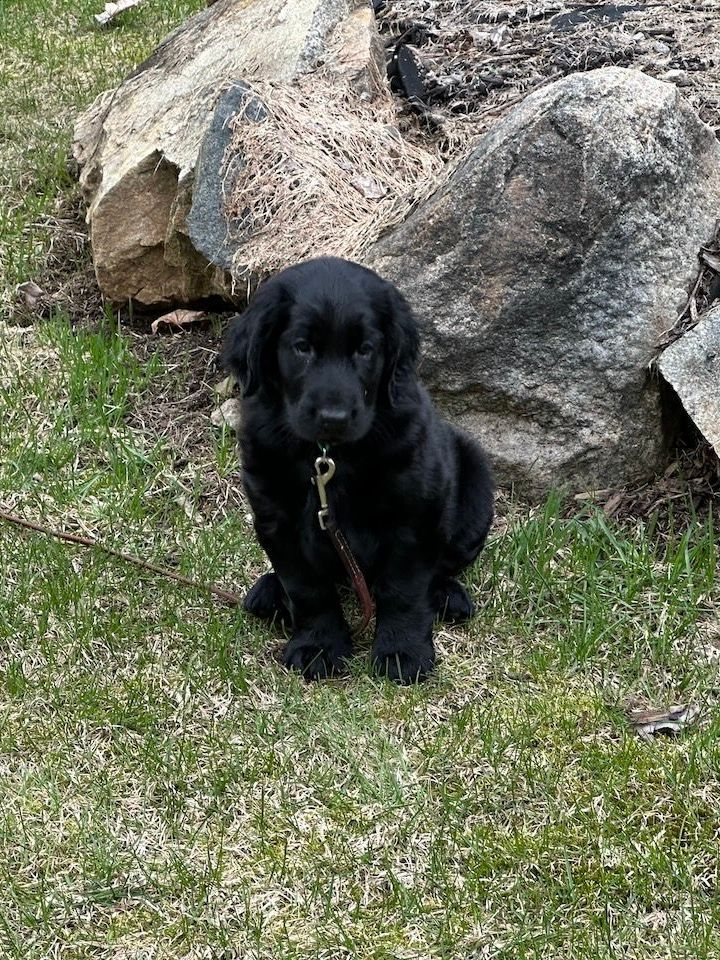 A black flatcoated puppy is sitting in the grass next to a rock.