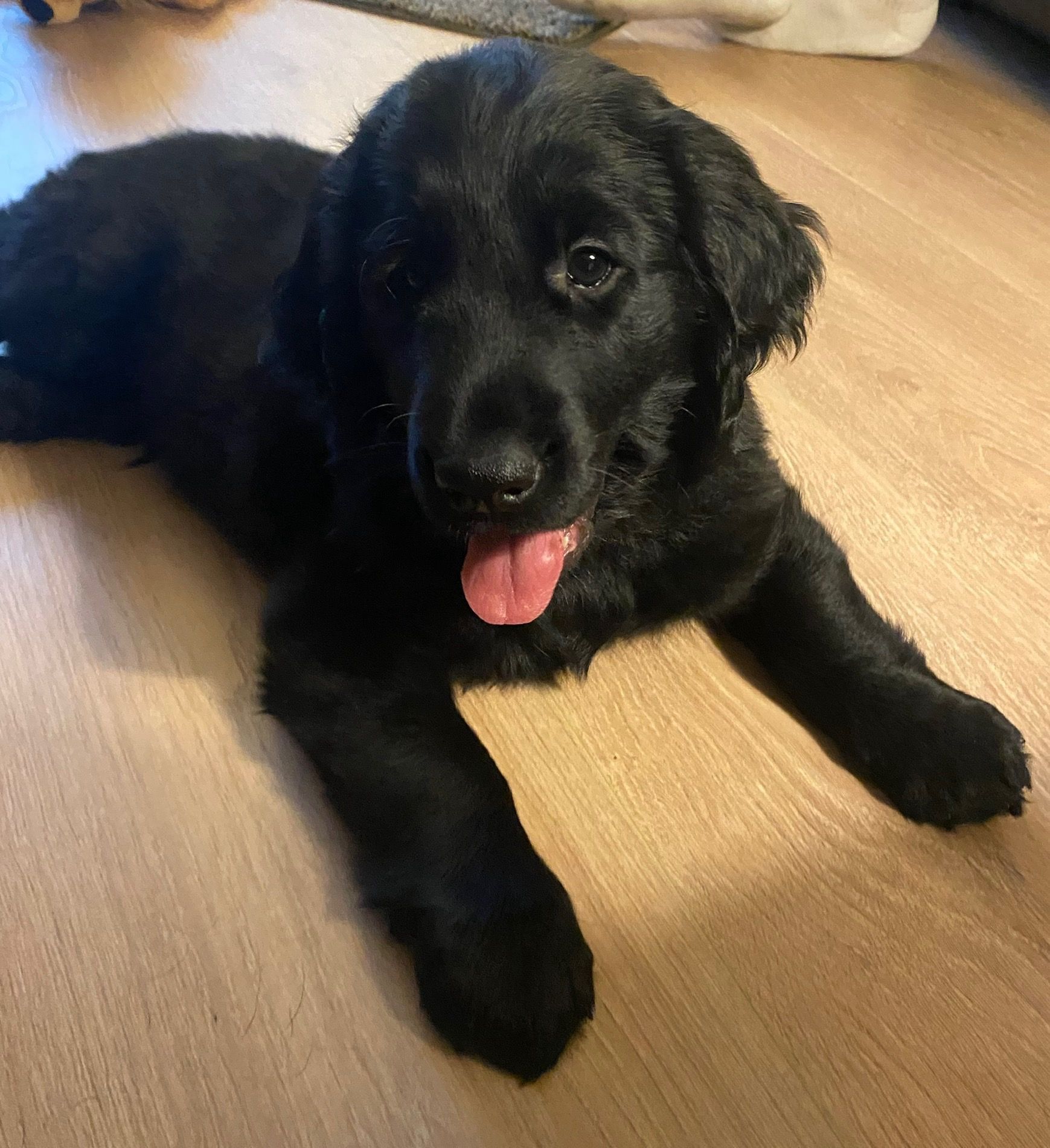 Black puppy with pink tongue, lying on a wooden floor, looking forward.
