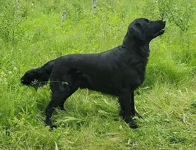 Flatcoated Retriever posing