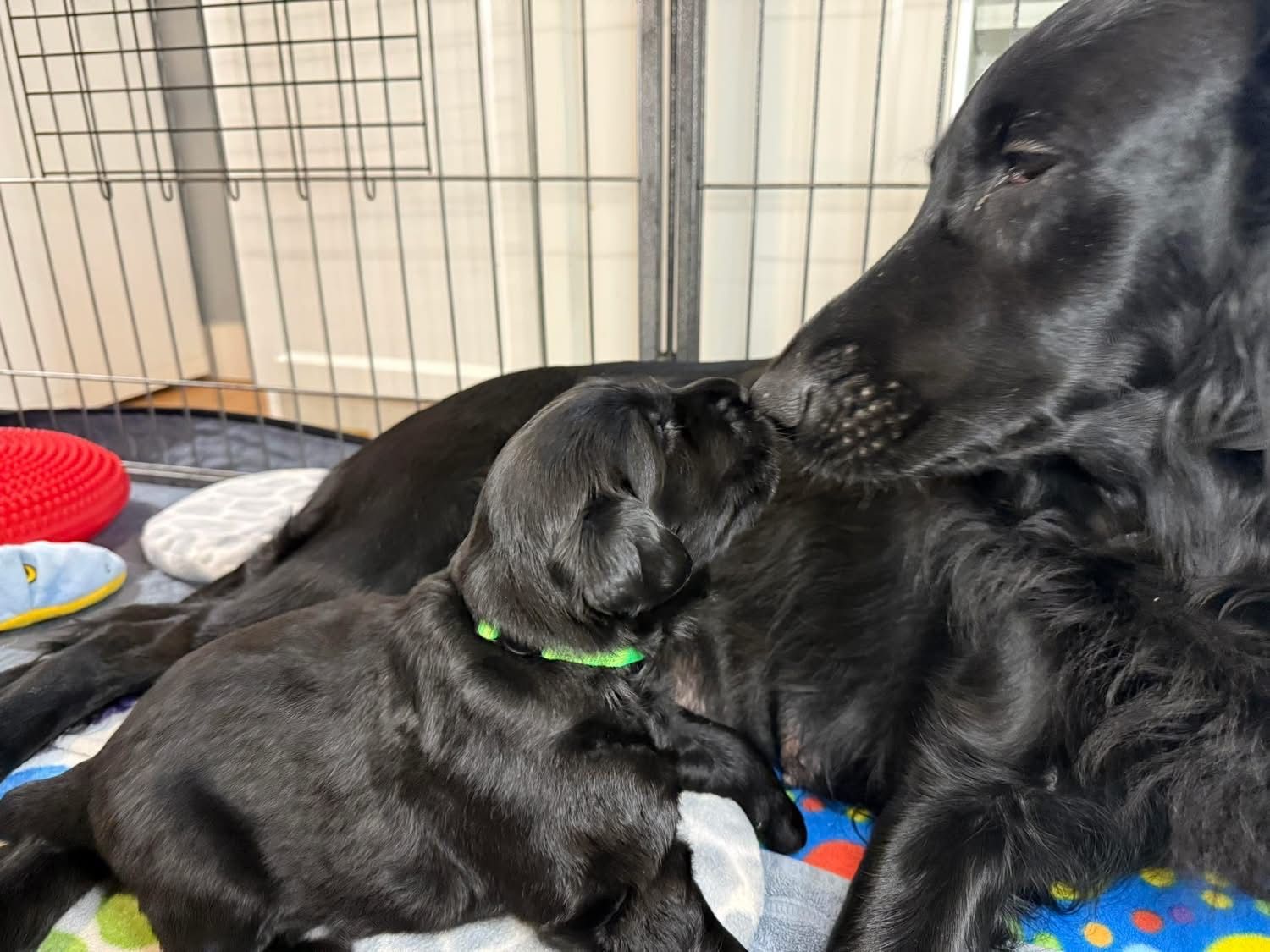 Black dog nuzzles a black puppy in a pen. The puppy wears a green collar.