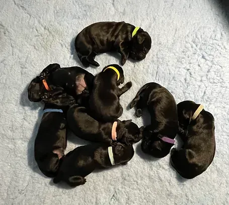 HighPoint Flatcoat Retriever Puppies