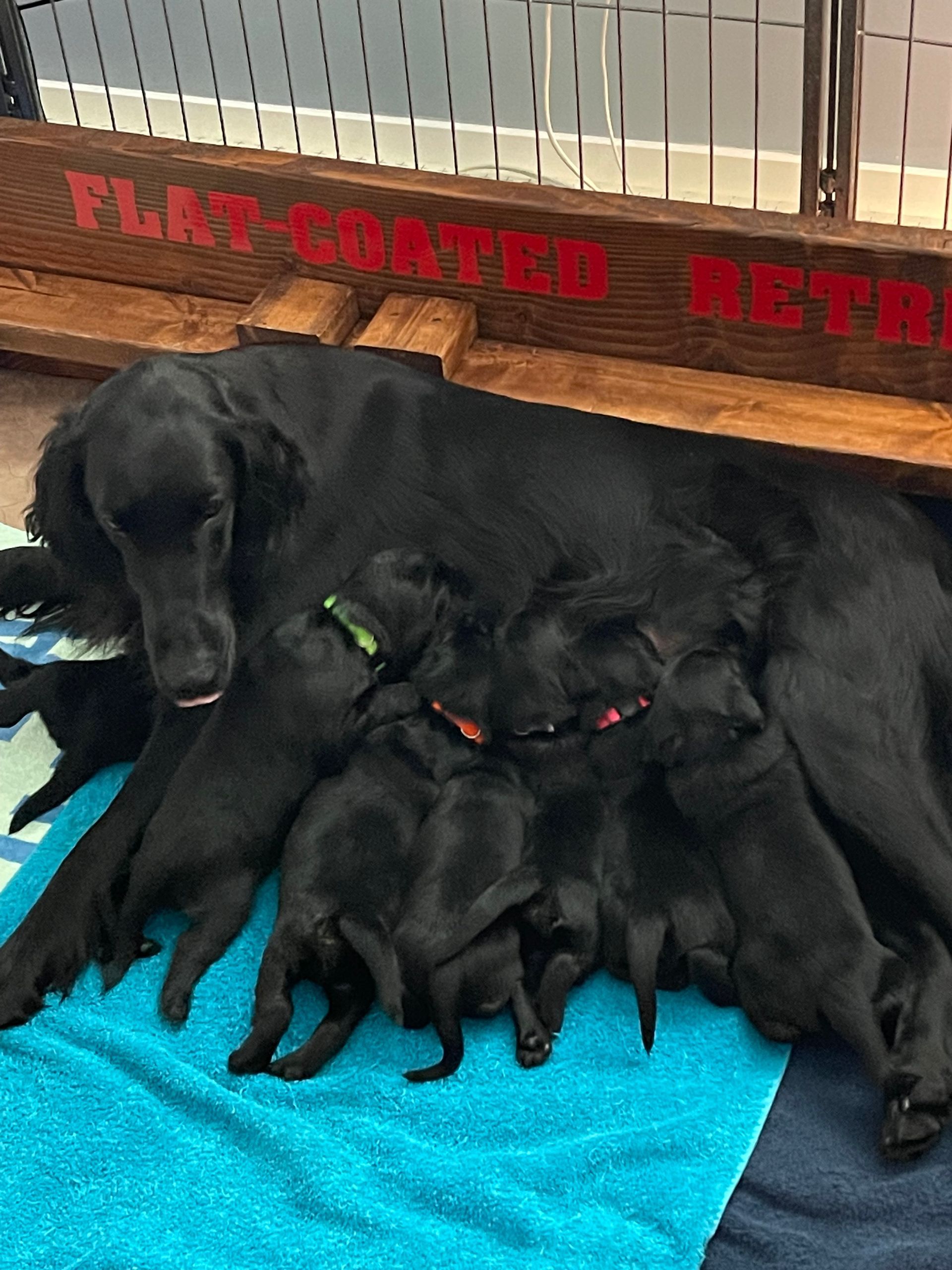 Newborn Flatcoated Retriever Puppies feeding