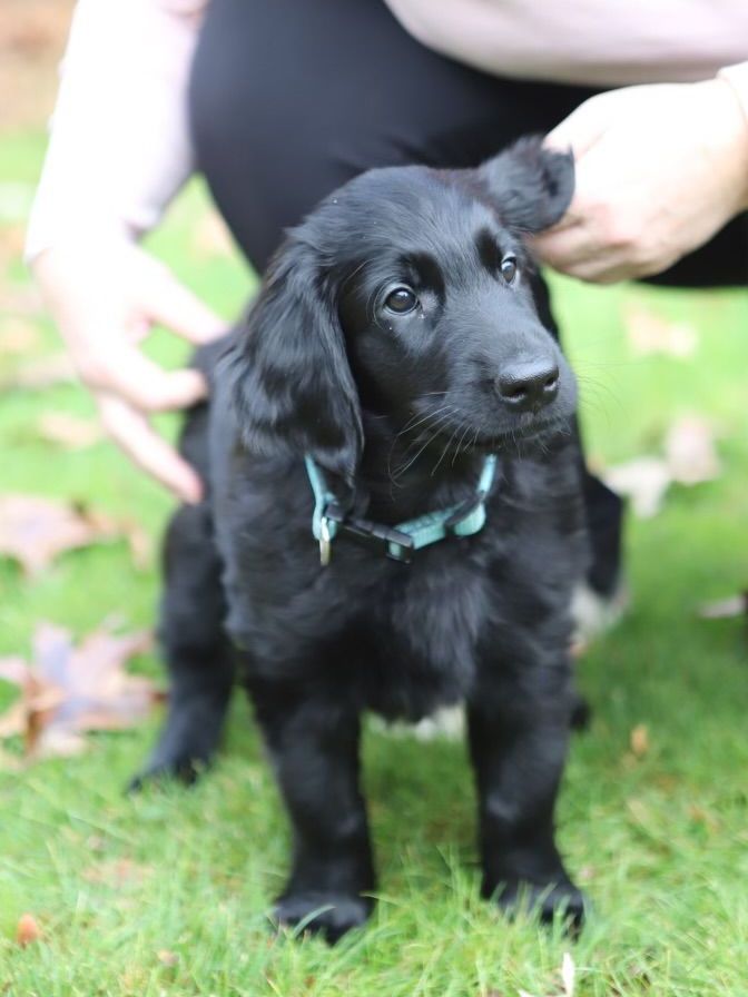 Highpoint Flatcoated Retriever puppy