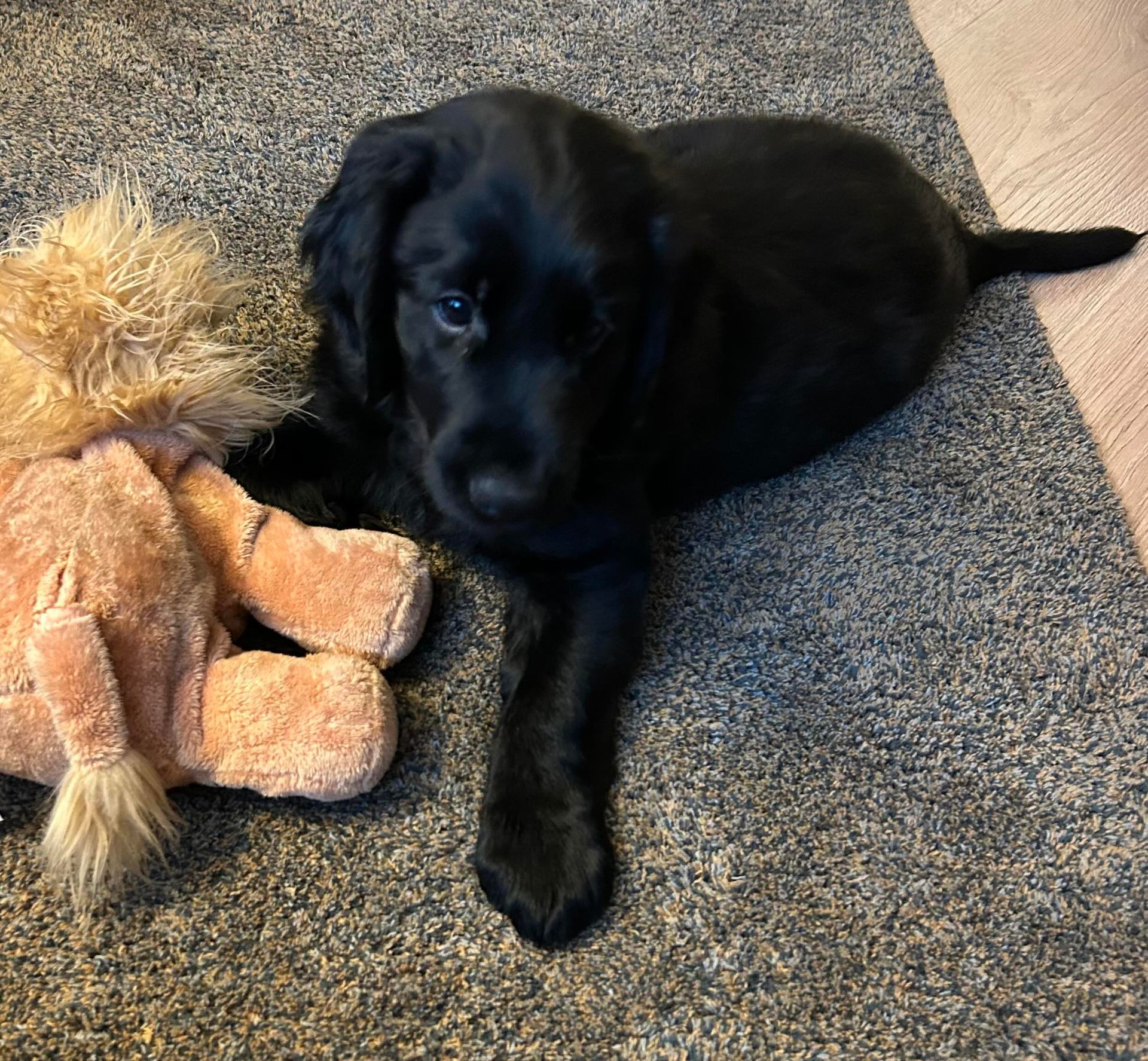 Black puppy lying next to a lion stuffed animal on a gray carpet.
