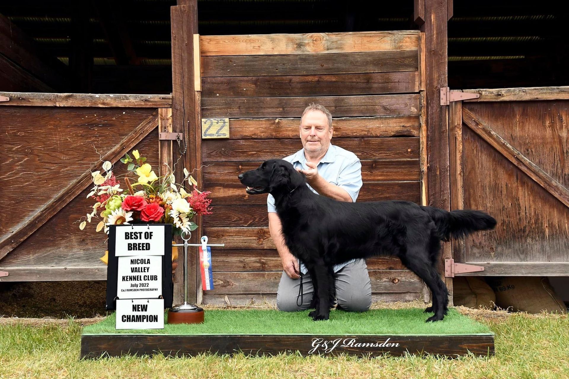 Man showing a Flatcoated Retriever in competition