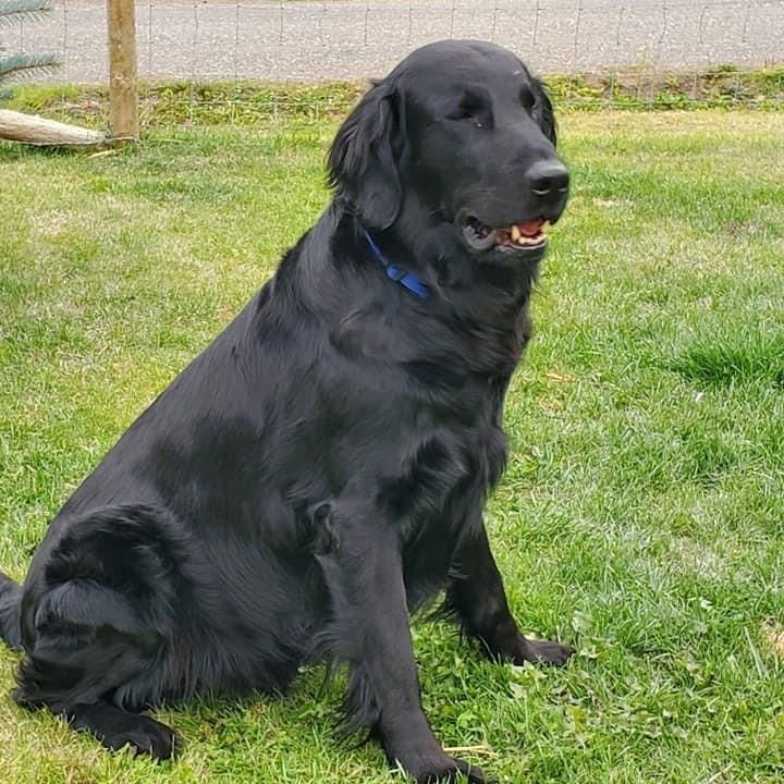 Flatcoated Retriever male dog