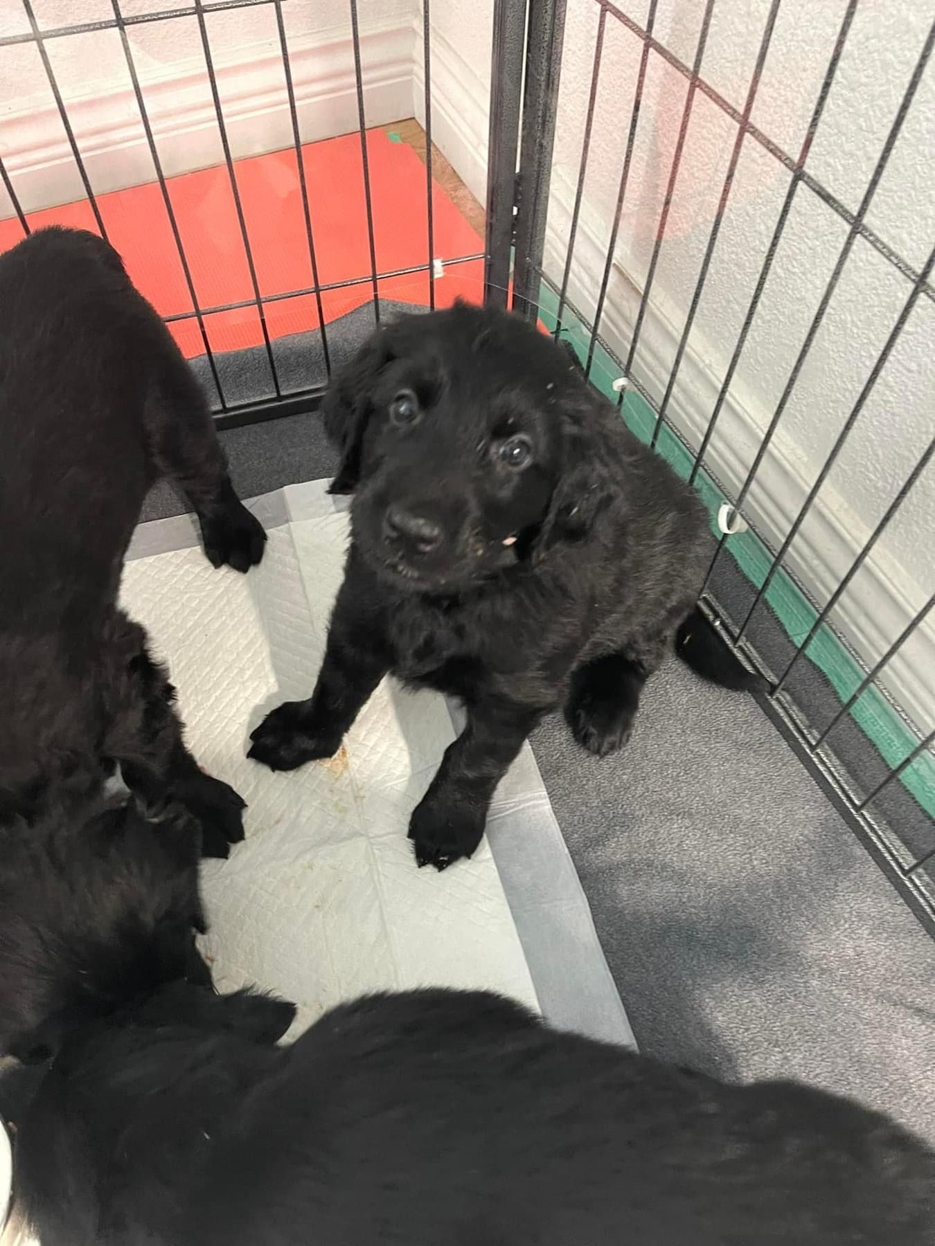 Highpoint Flatcoated Retriever puppy