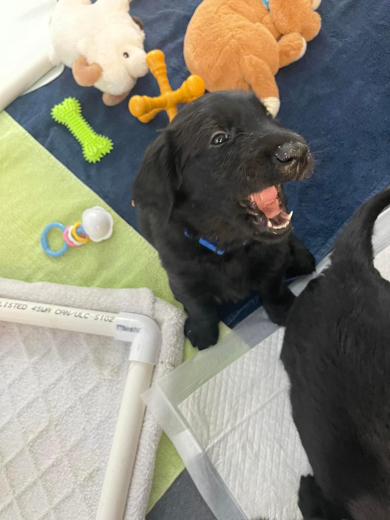Highpoint Flatcoated Retriever puppy yawning