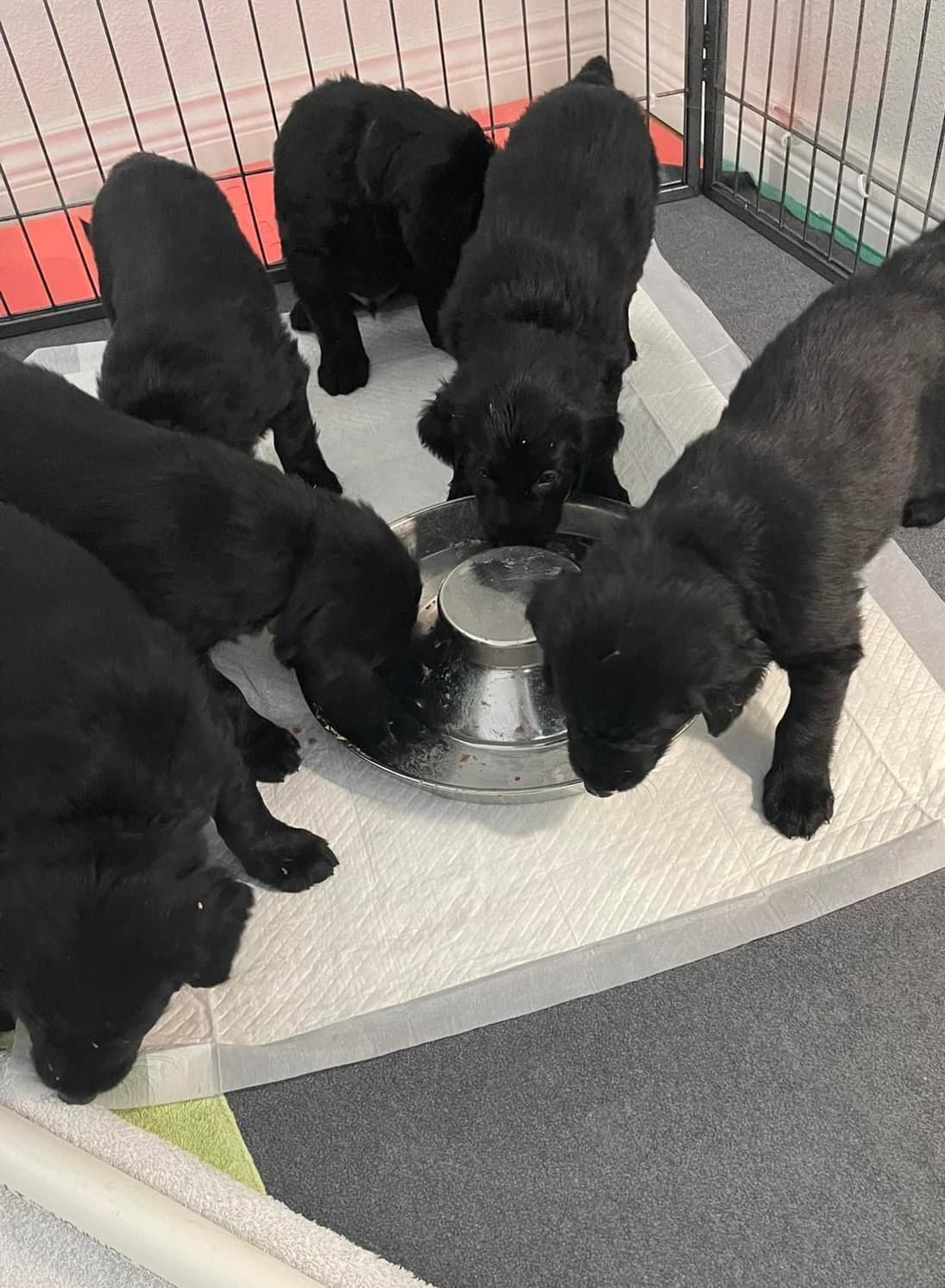 Highpoint Flatcoated Retriever puppies drinking water