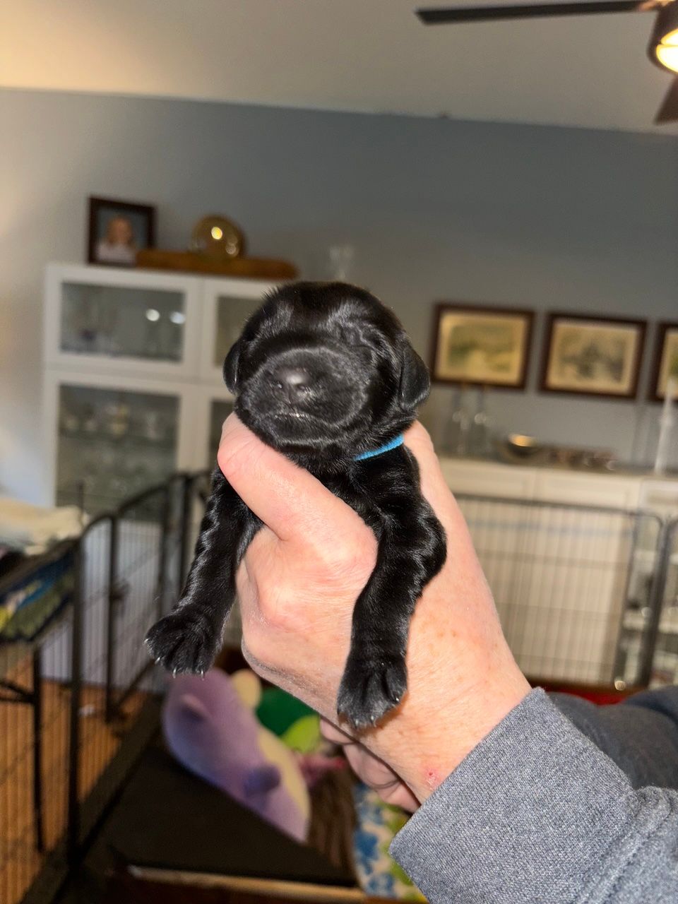 Tiny black puppy held in a hand, wearing a blue collar.