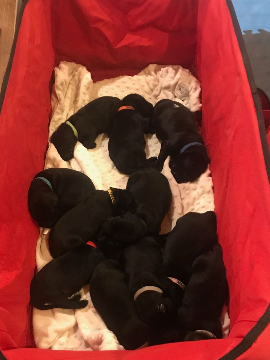 Flatcoated Retriever puppies