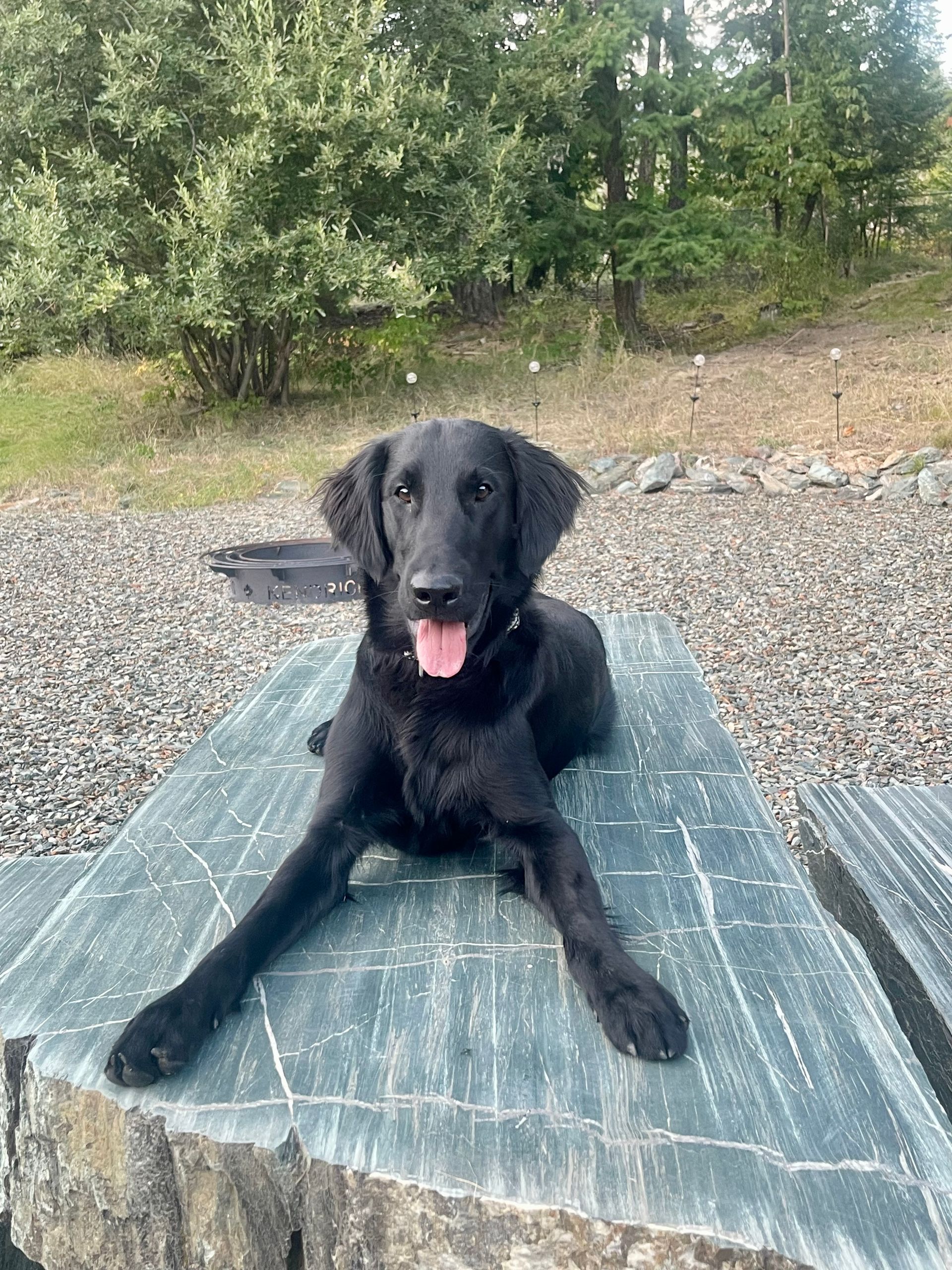 Black flatcoat retriever dog lying on a gray stone picnic table, tongue out, in an outdoor setting.