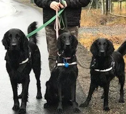 Pack of Flatcoated Retrievers