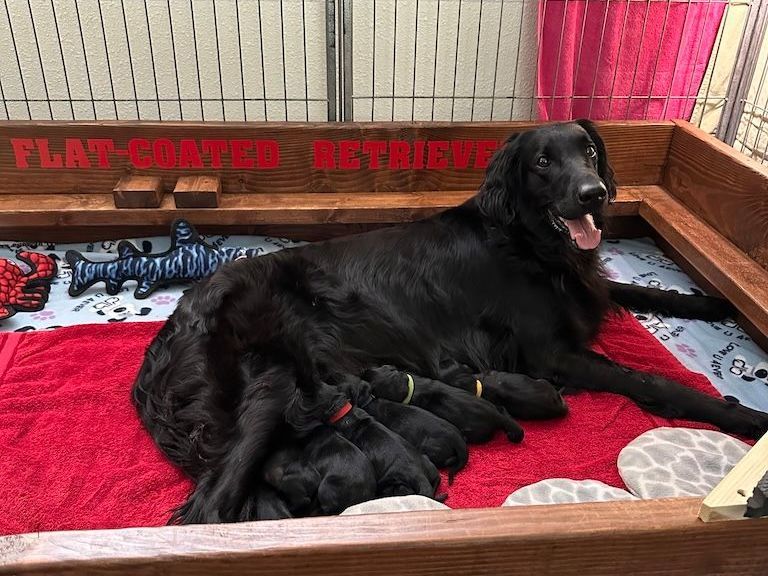 Ellas flatcoated retriever puppies