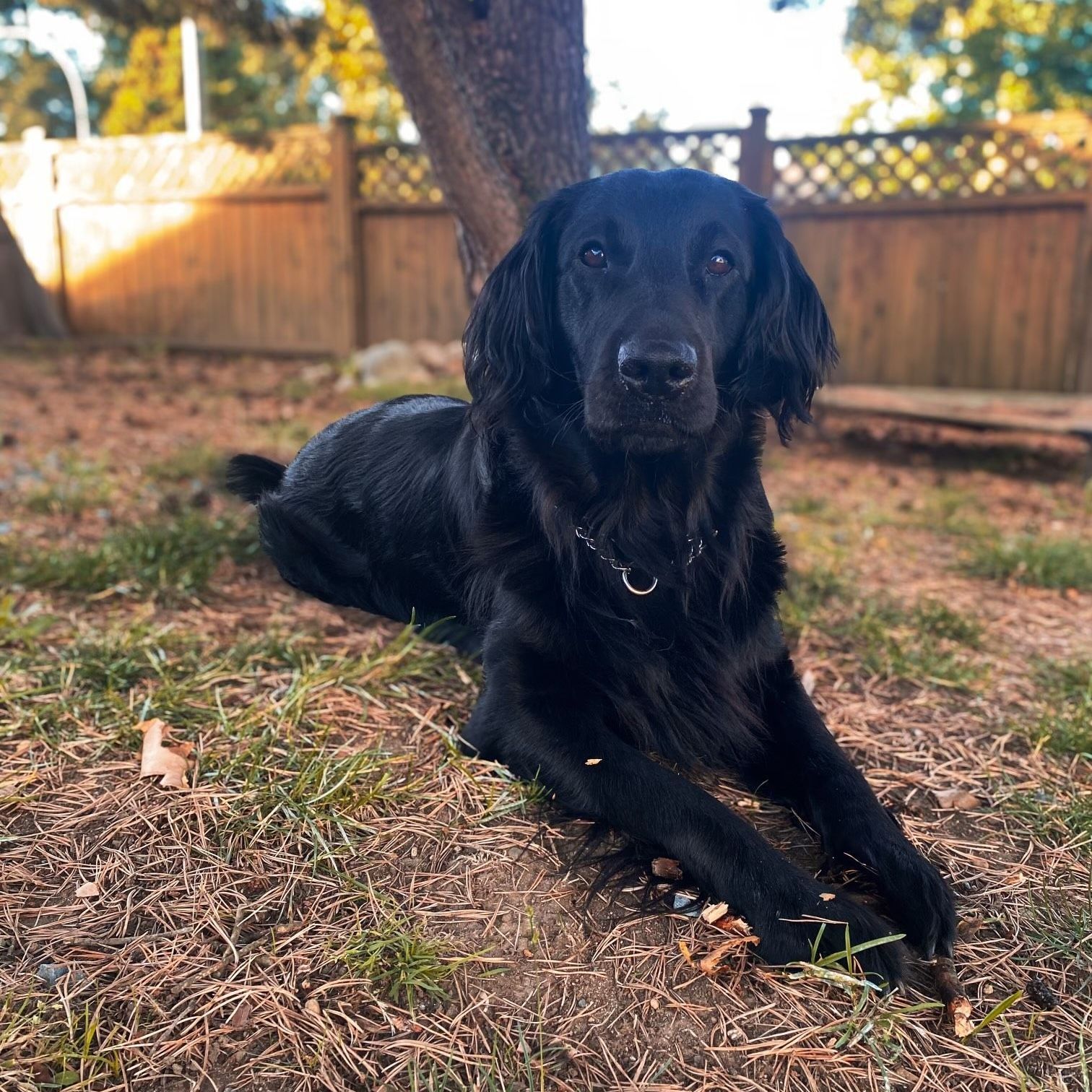 Jolene the Highpoint Flatcoated Retriever in the yard