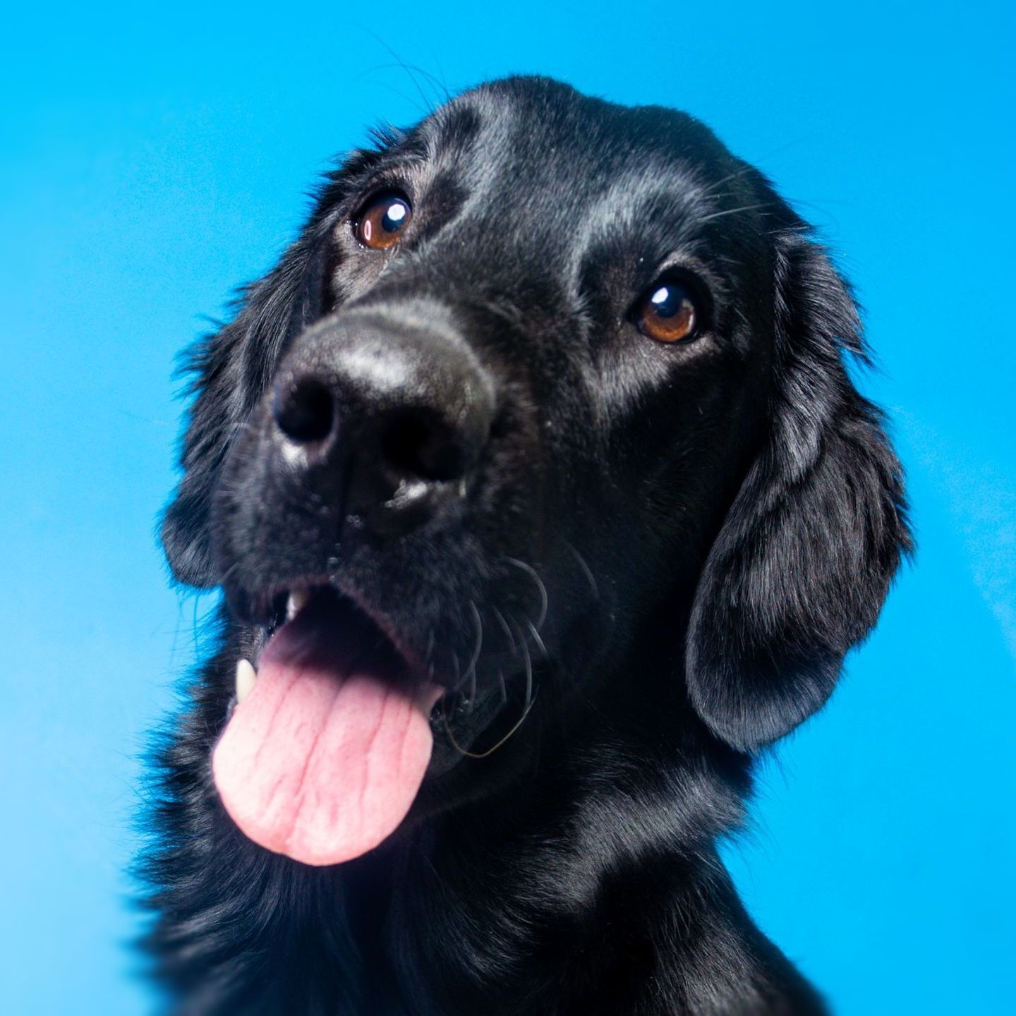 Jolene HighPoint FlatCoated Retriever Puppy