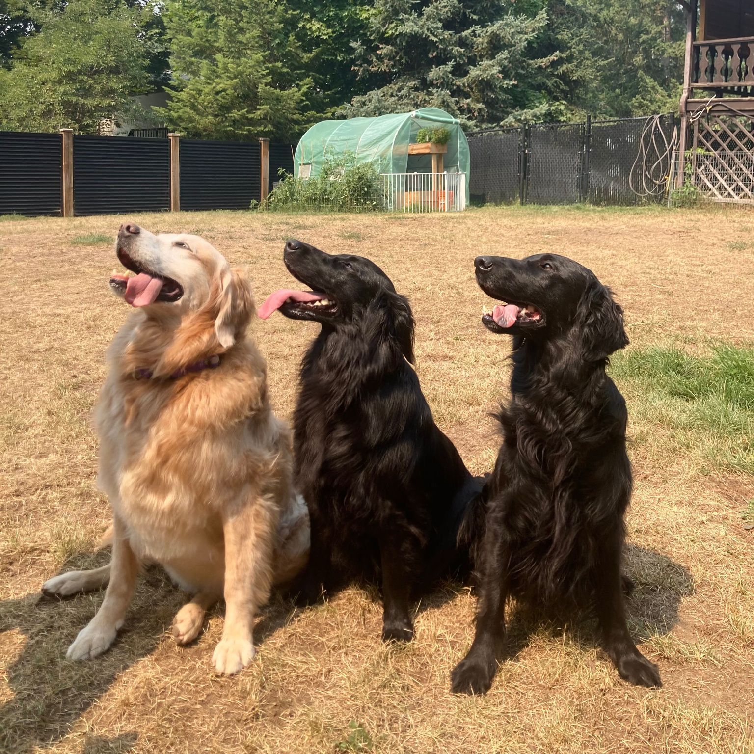 Golden Retriever with two Flatcoated Retrievers