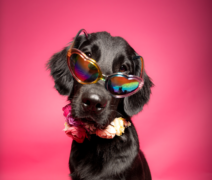 Personal Brand Pro FlatCoated Retriever