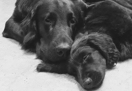 Highpoint Flatcoated Retriever pack
