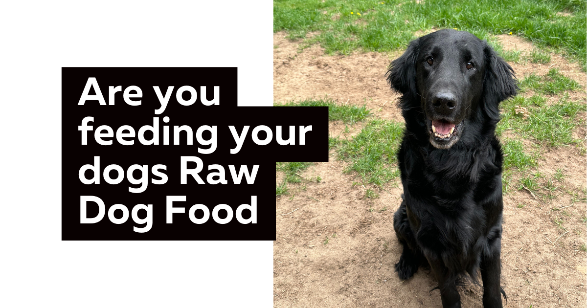 Are you feeding your dogs Raw Dog Food?