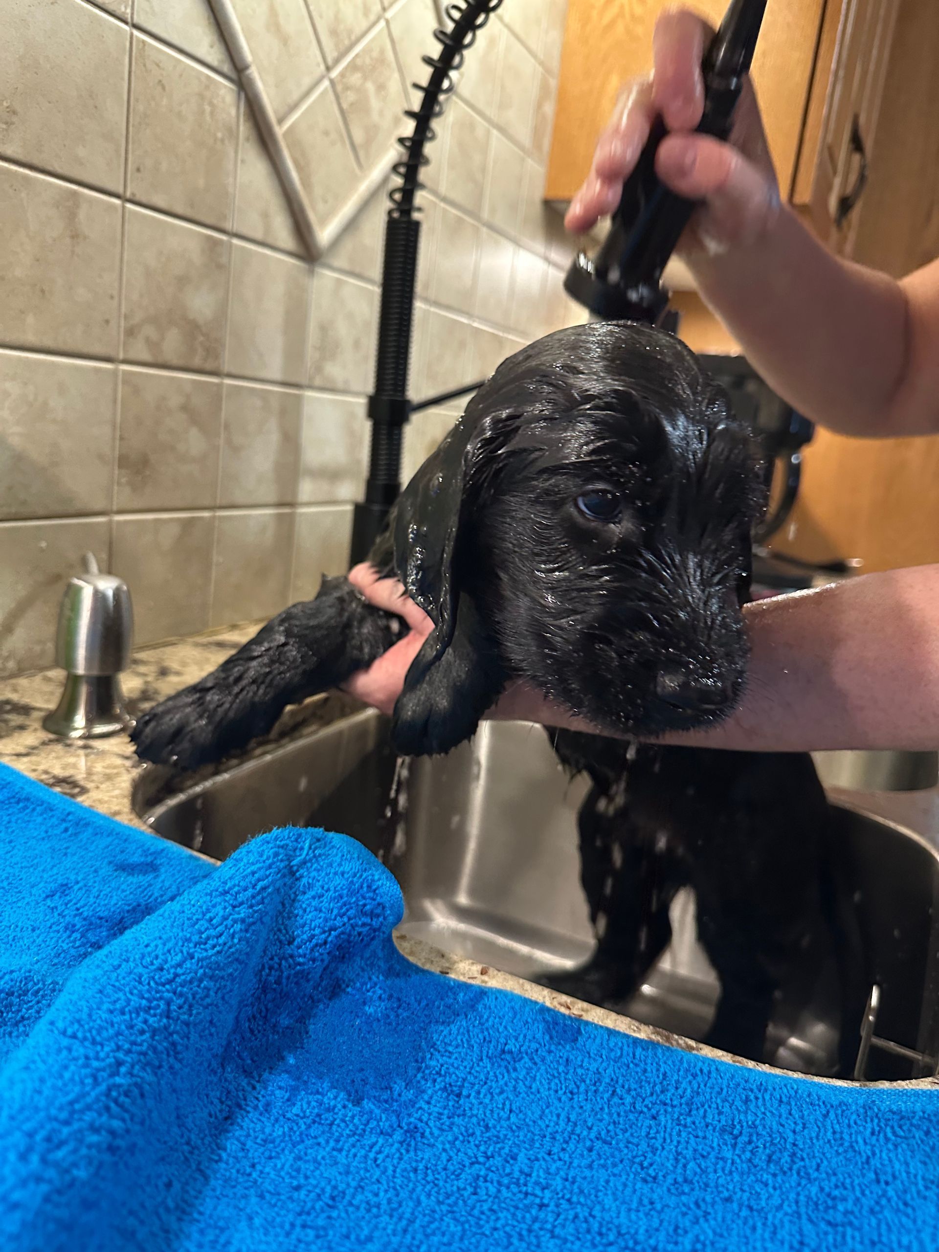 A six week old flatcoated retriever puppy having his first bath.