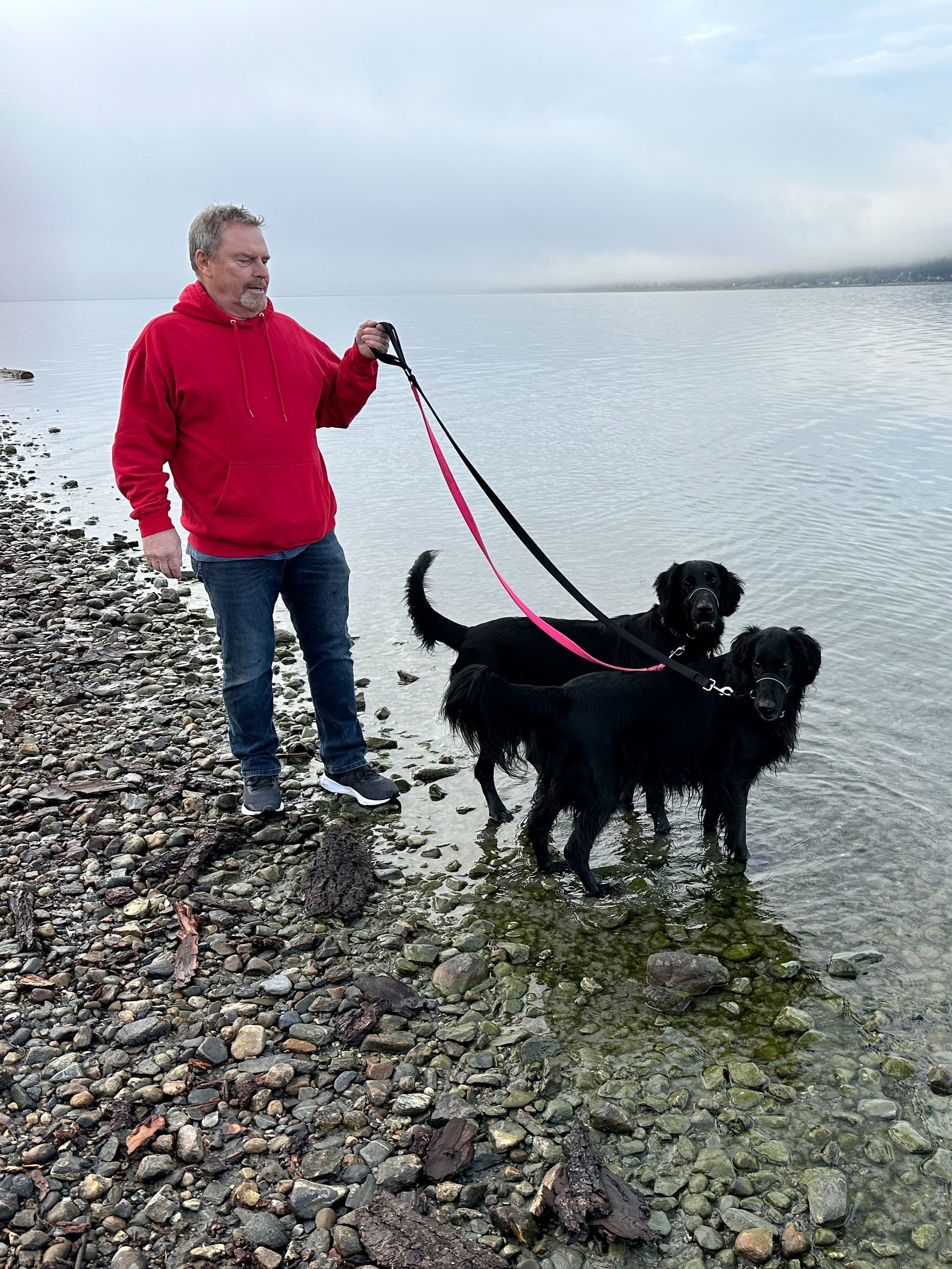 Flatcoated Retrievers at the beach