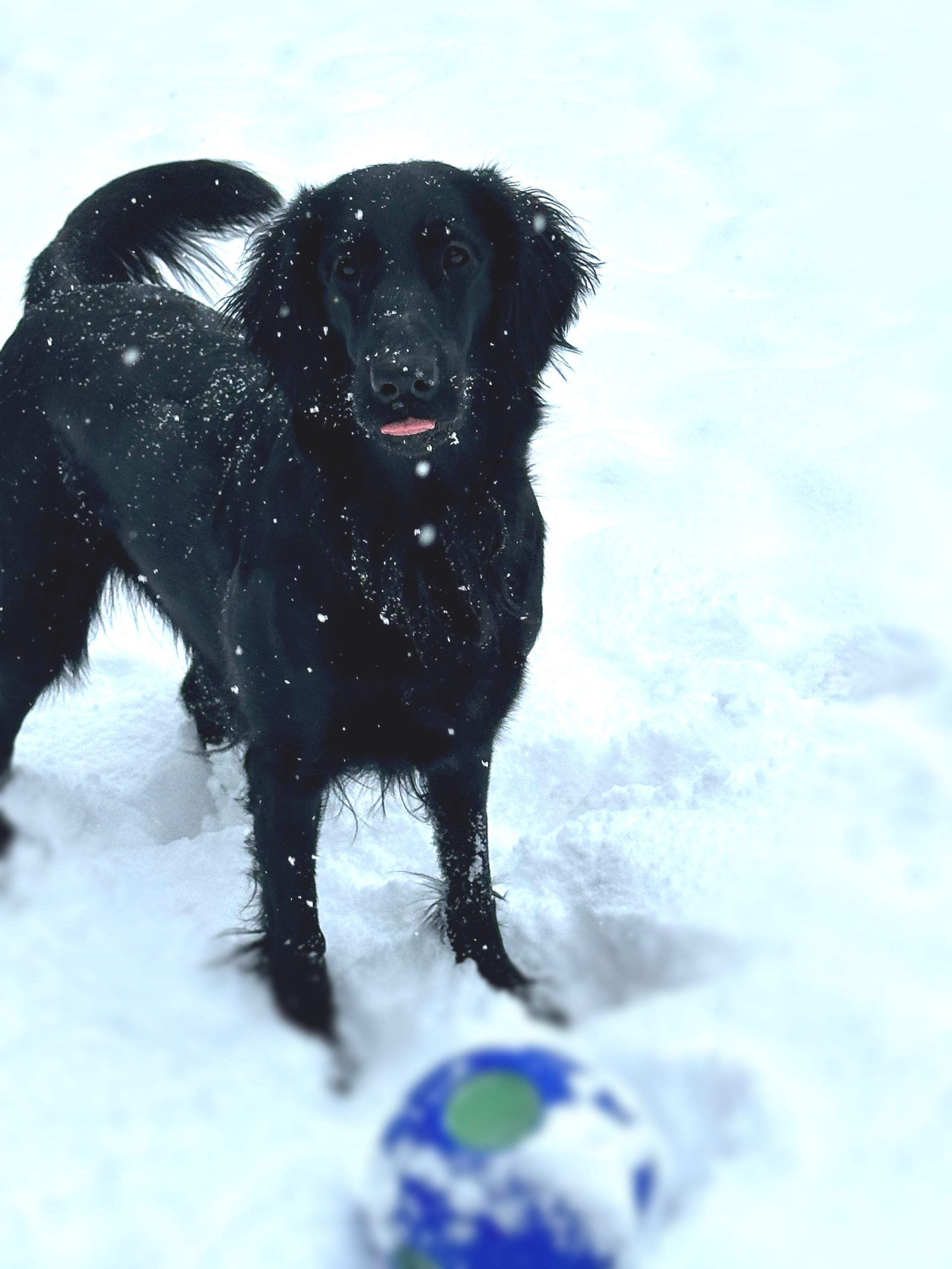 Flatcoated Retriever in the snow