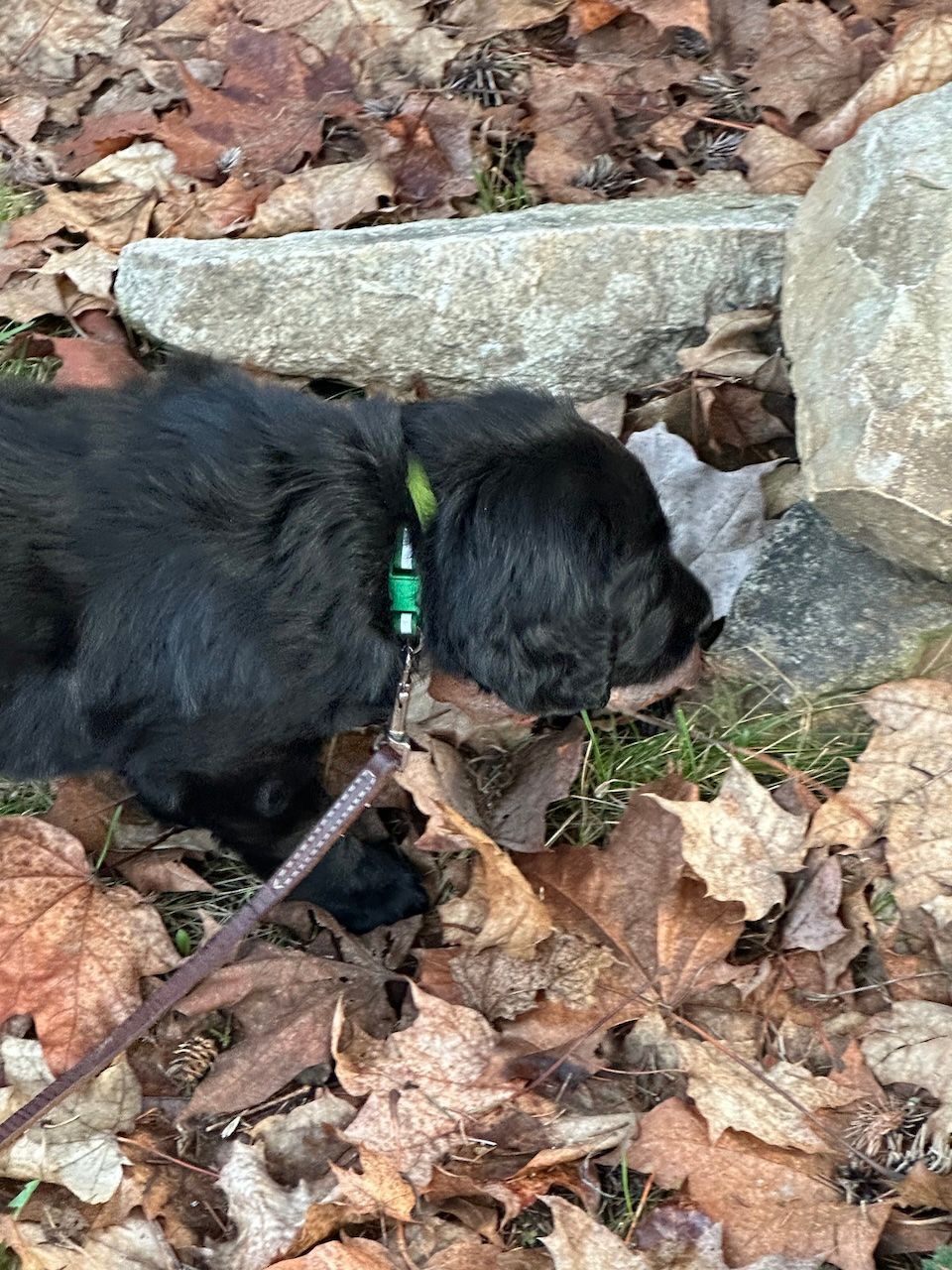 Black Flatcoated Retriever puppy playing in the leaves