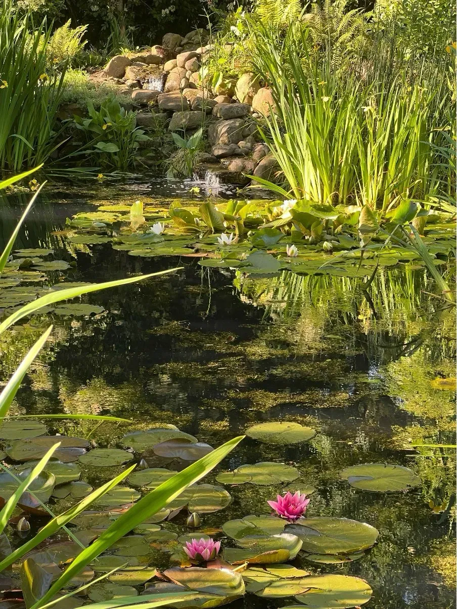 Lily pads and pink flowers float on a pond. Tall green plants line the edge, with a small waterfall.