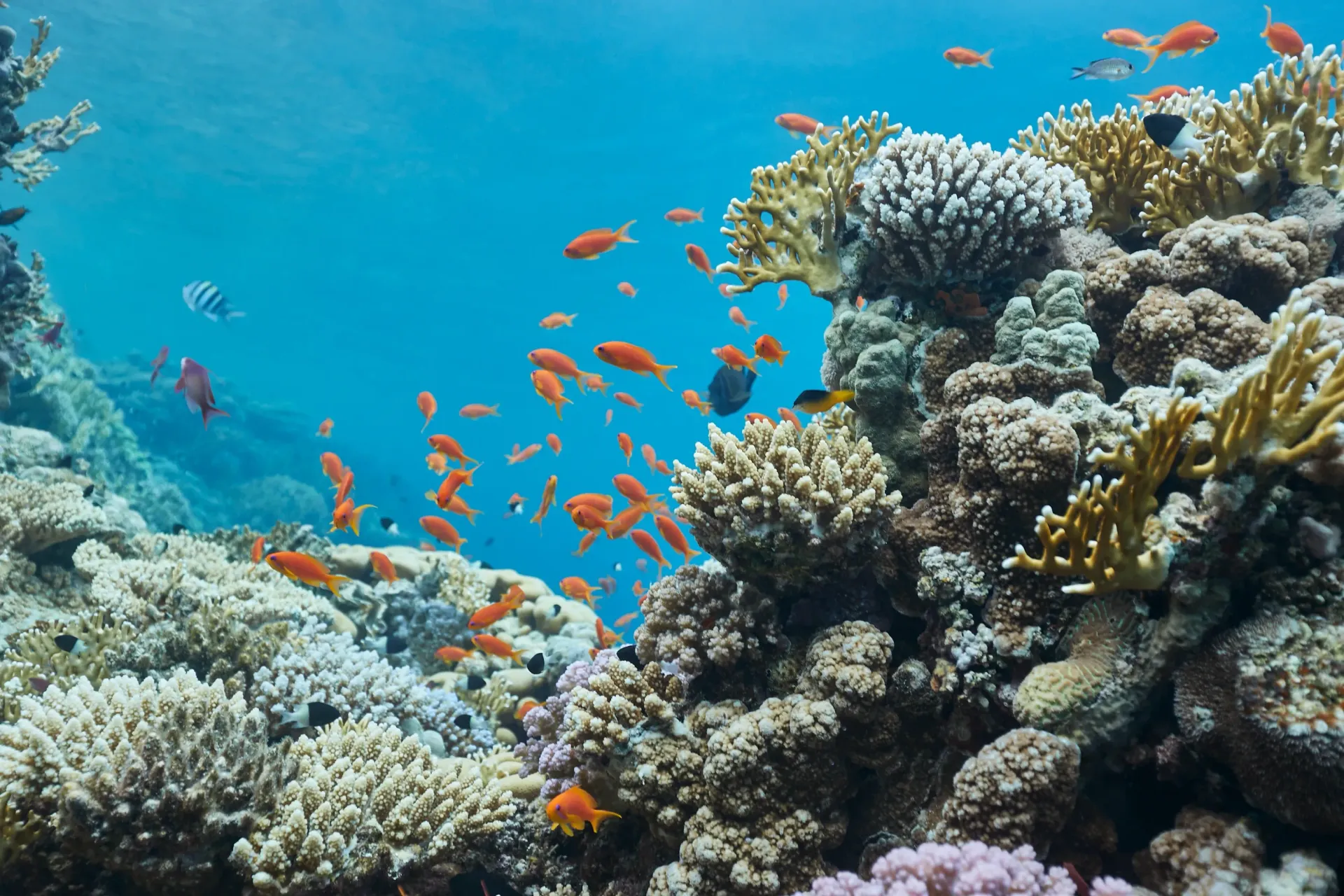 Coral reef with colourful fish swimming in turquoise water.