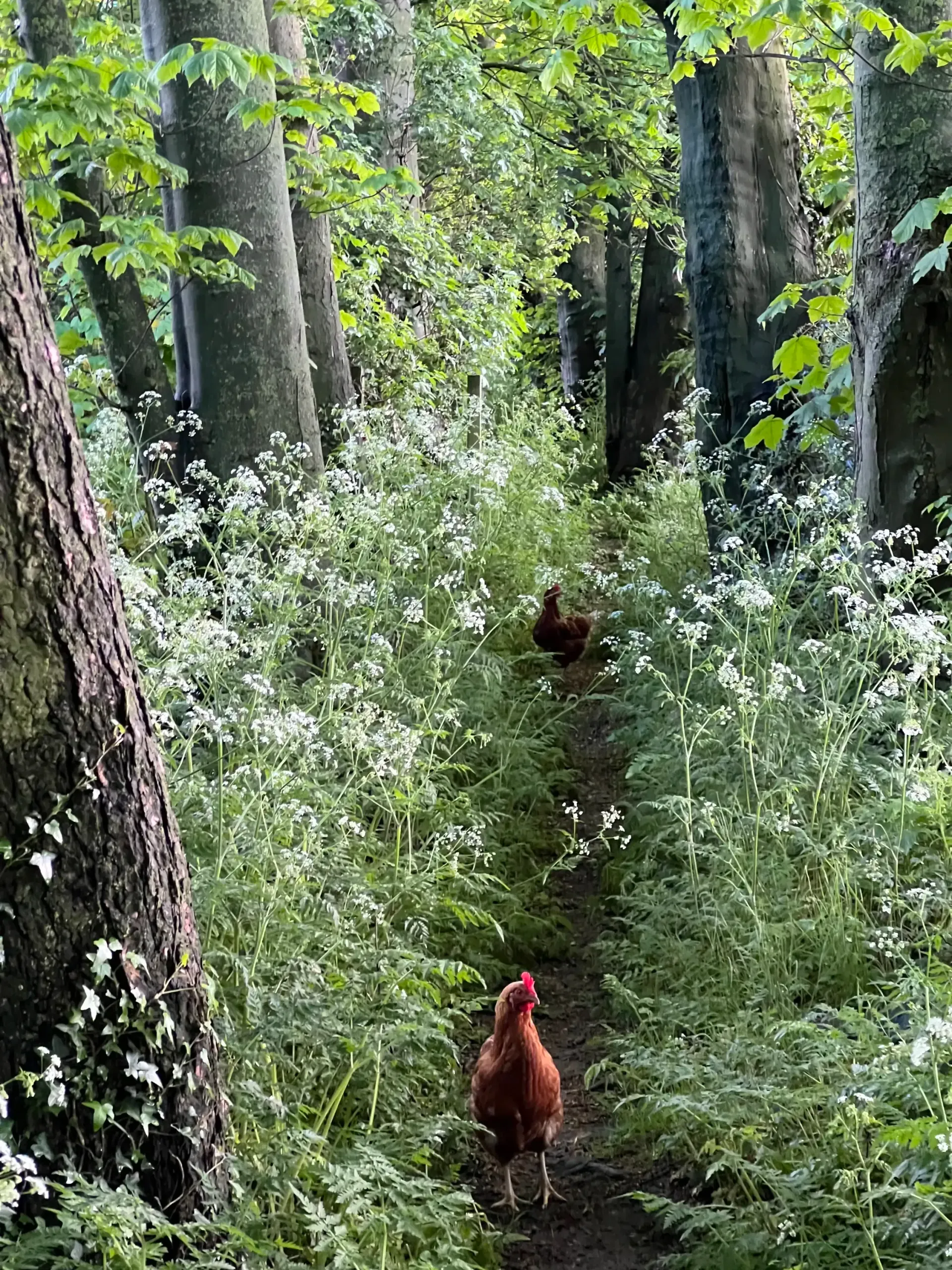 Two brown chickens walk along a path through a lush green forest.