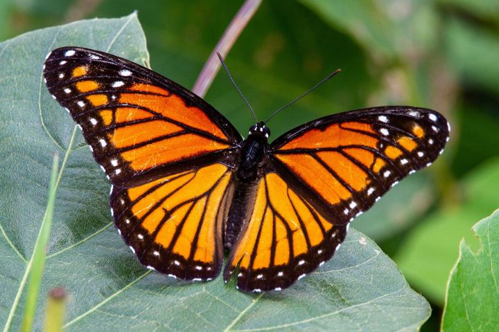 Viceroy butterfly with orange, black, and white markings resting on a green leaf.