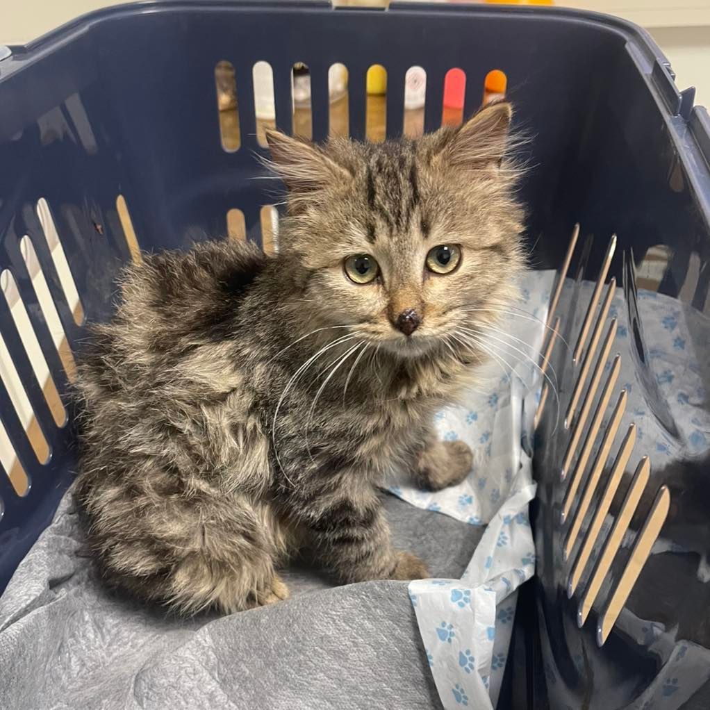 Un soffice gattino tigrato seduto in un trasportino blu, guarda verso la telecamera.