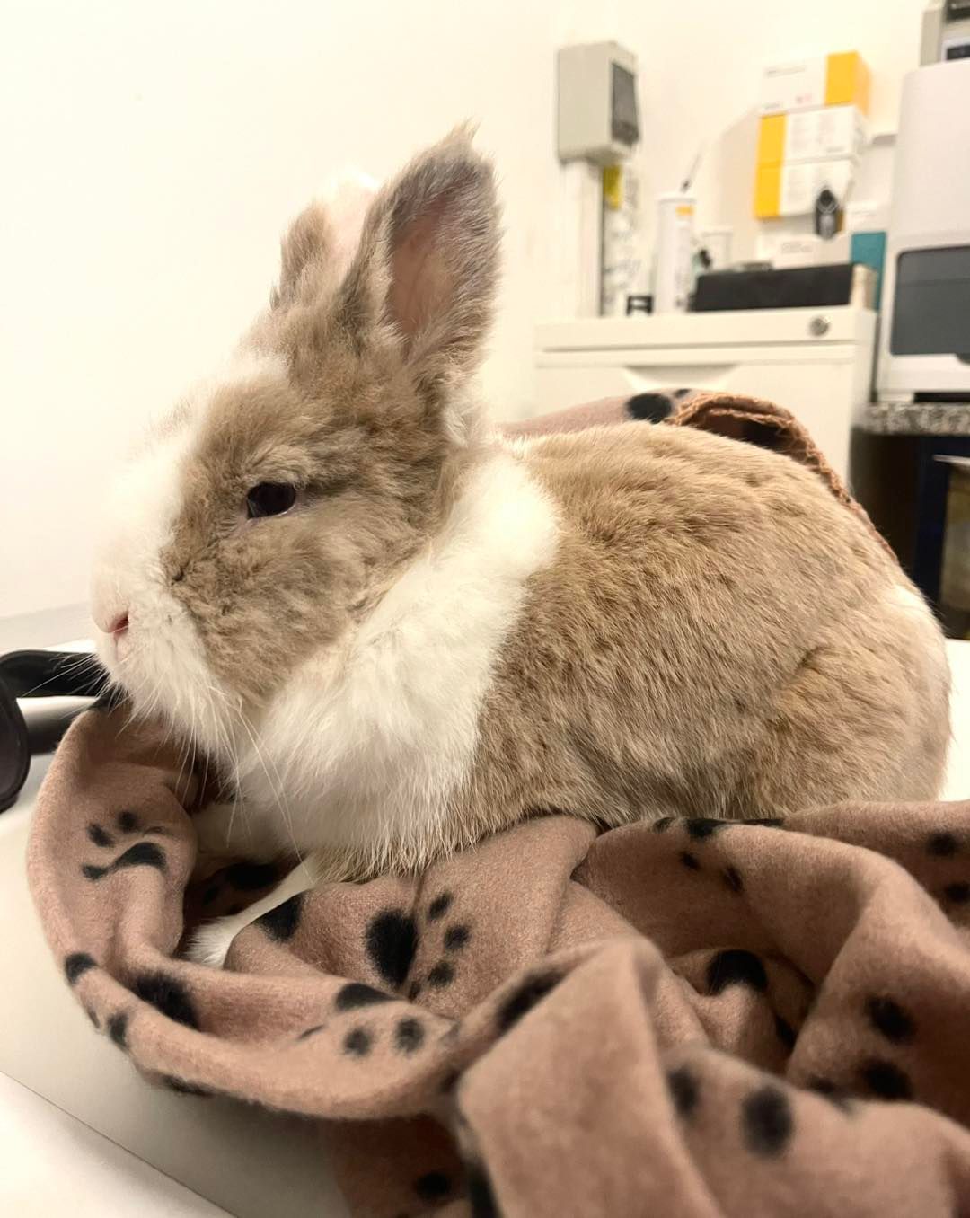 Un soffice coniglio marrone e bianco su una coperta rosa con impronte di zampe, nell'ambulatorio di un veterinario.