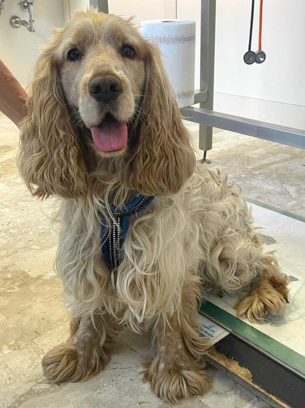 Un Cocker Spaniel marrone chiaro sorridente, con pettorina blu, durante la toelettatura.