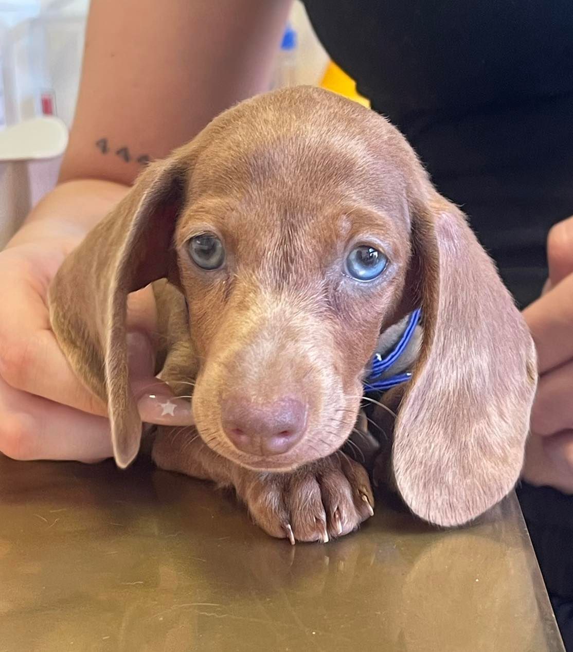 Cucciolo di bassotto marrone con occhi azzurri, tenuto in braccio da una persona, che guarda la telecamera.
