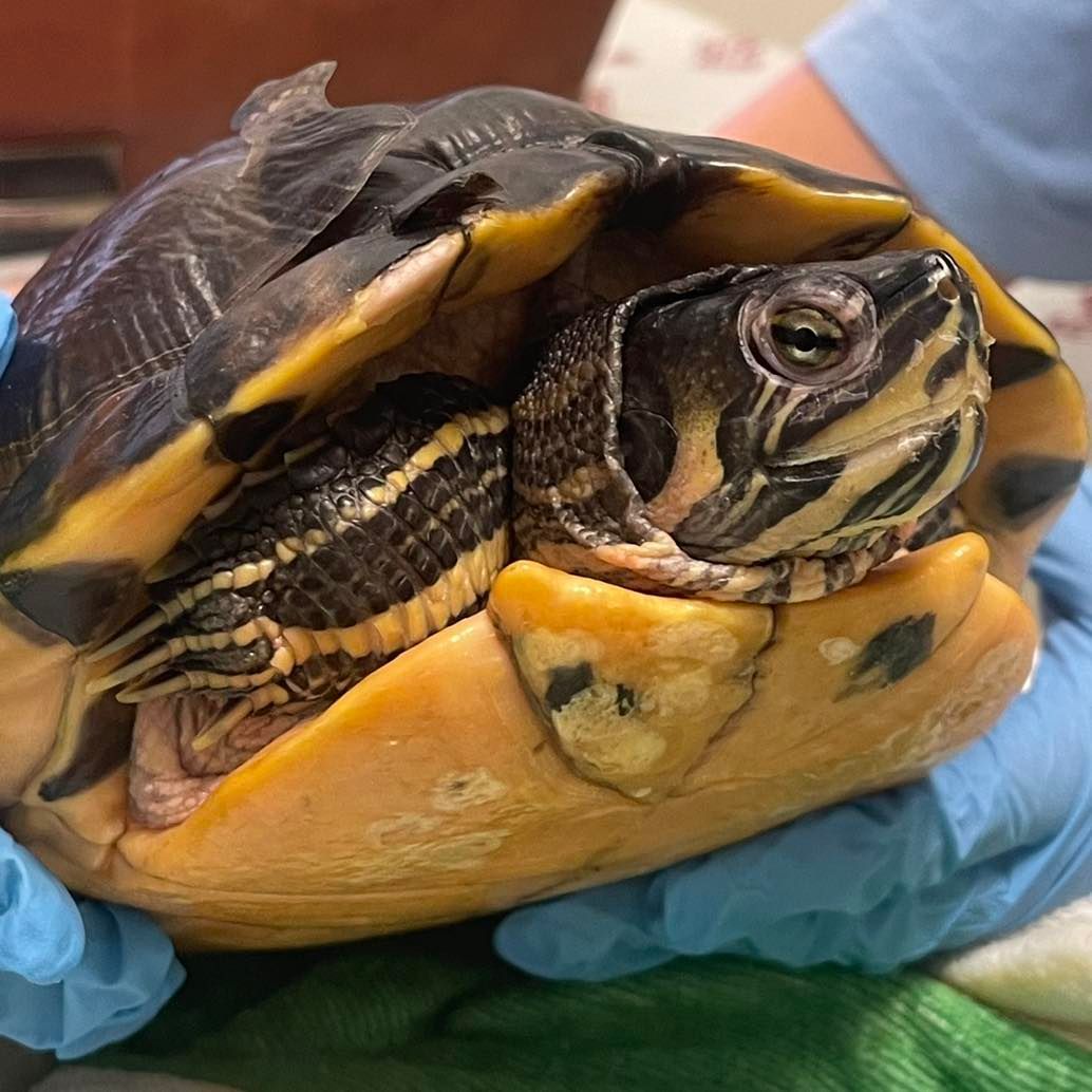 Tartaruga con guscio nero e giallo, testa e arti visibili, tenuta da mani guantate.