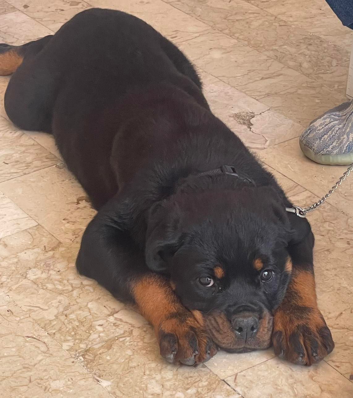 Cucciolo di Rottweiler nero focato sdraiato, che guarda la telecamera.