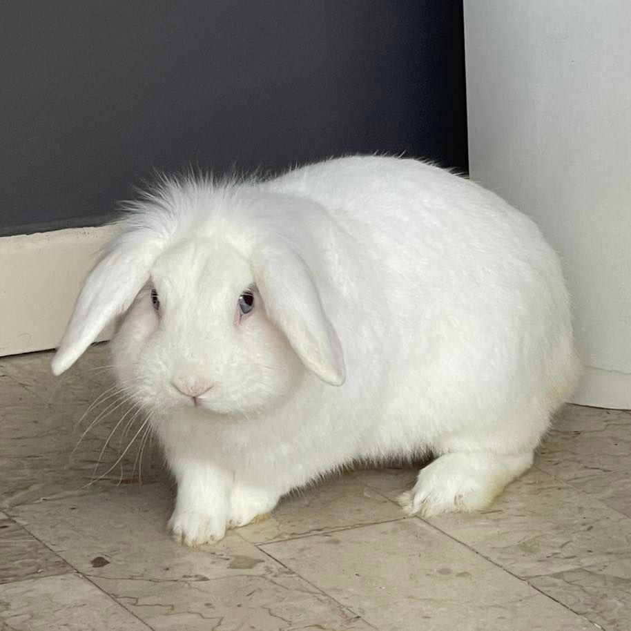 Un coniglio bianco con le orecchie cadenti e gli occhi azzurri è seduto su un pavimento piastrellato vicino a una parete scura.