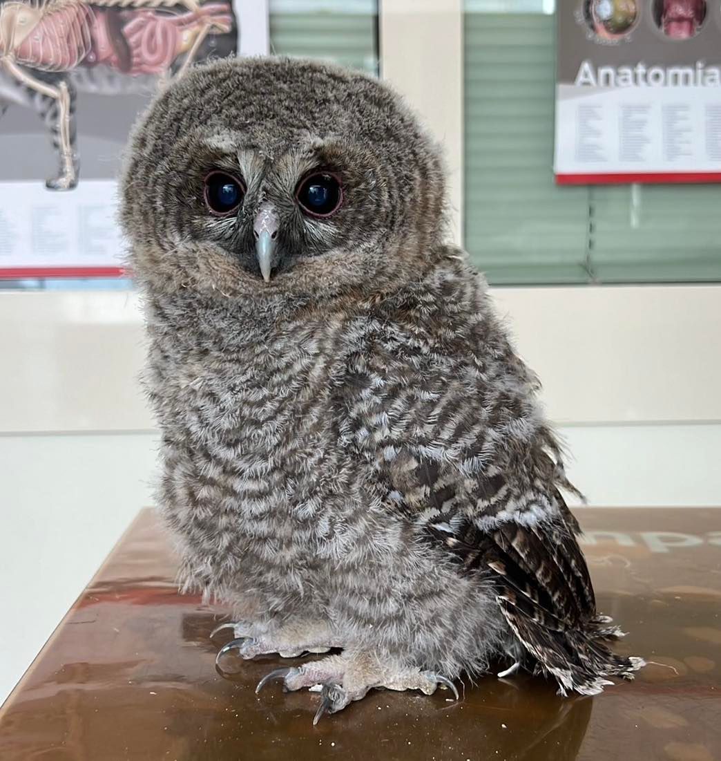 Un soffice gufo grigio con grandi occhi appollaiato su una superficie, che guarda avanti.