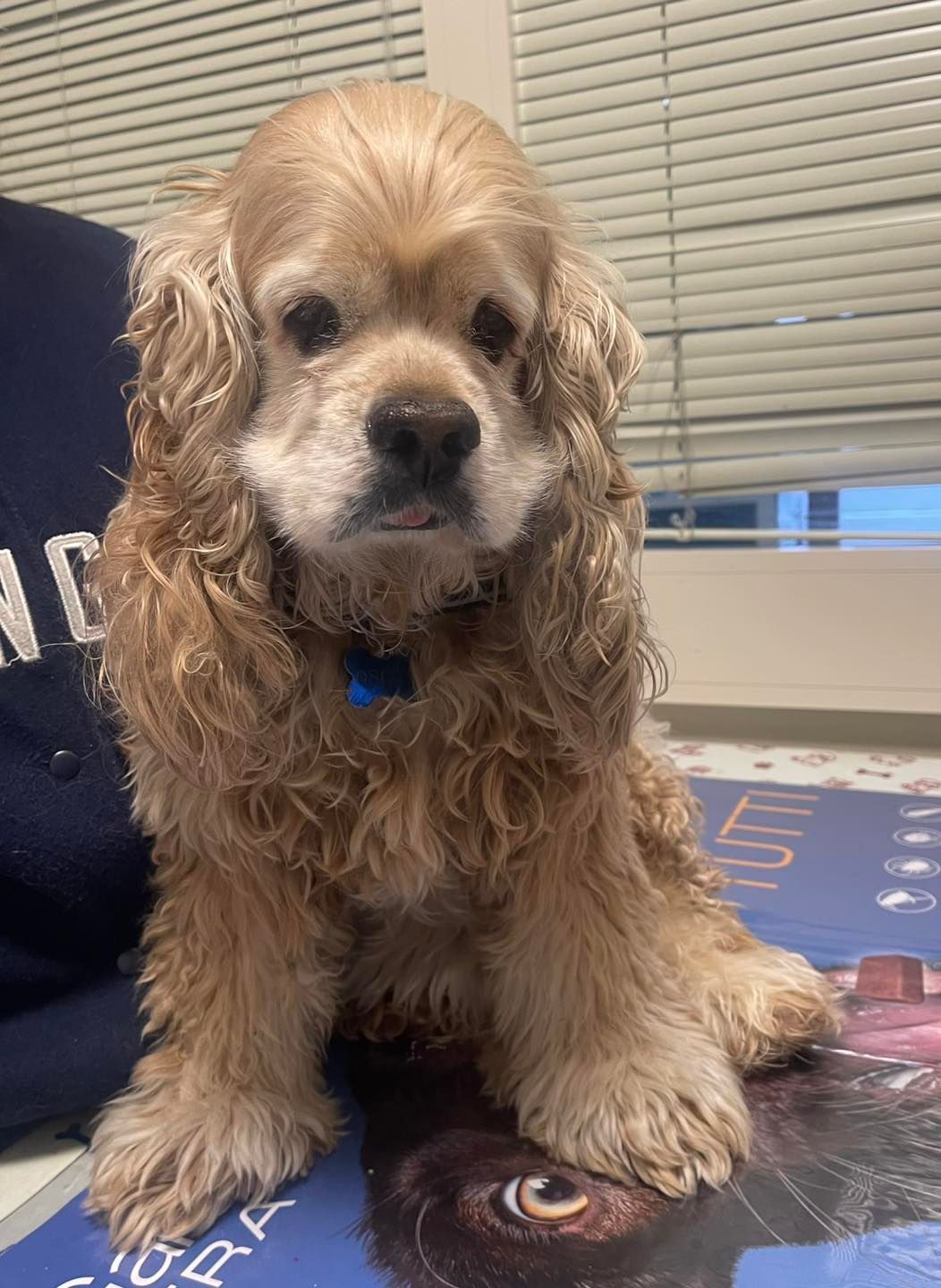 Primo piano di un gatto soriano che guarda qualcosa fuori dallo schermo, con i baffi e il naso rosa.