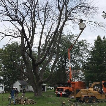 Tree Branch Trimming — Tree Removal Services in Mansfield, OH