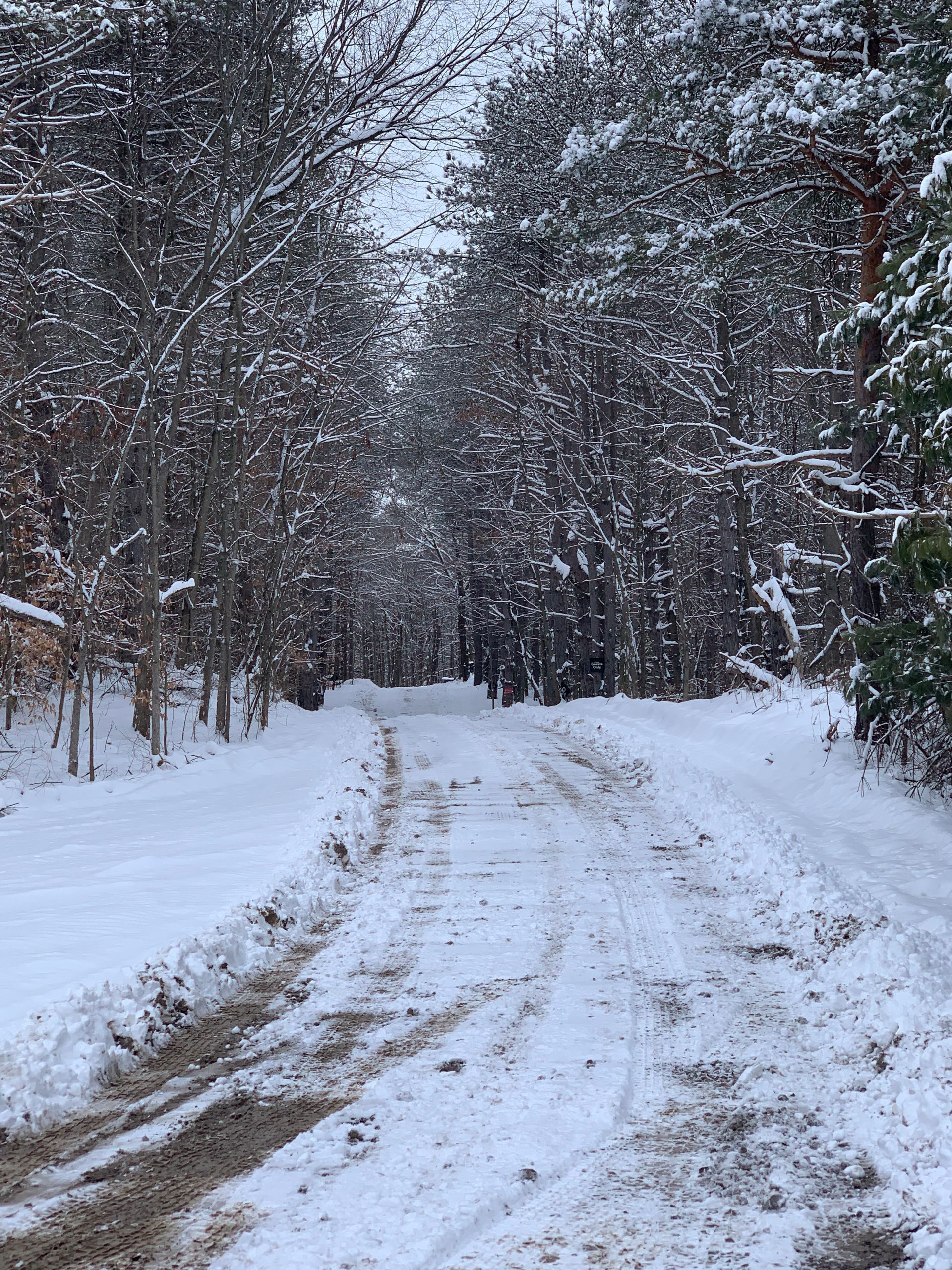 A snowy road in the woods with trees covered in snow.