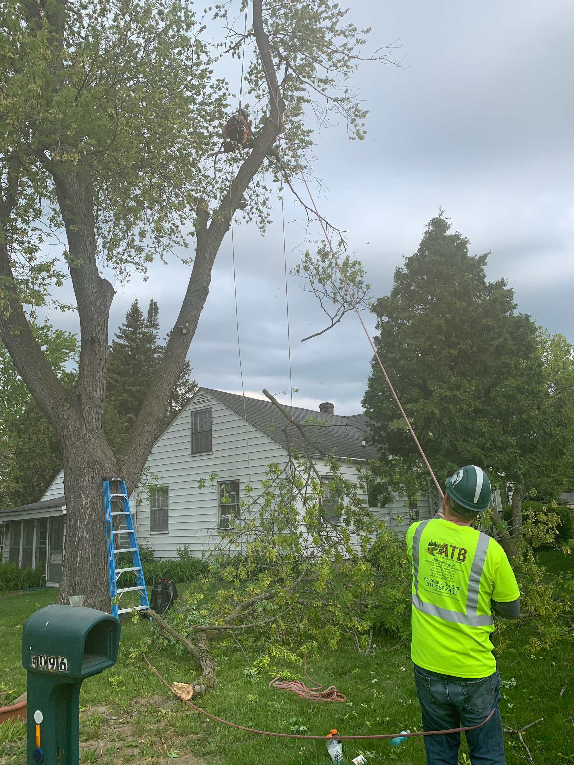 A man is cutting a tree with a chainsaw on top of a trailer. TREE REMOVAL