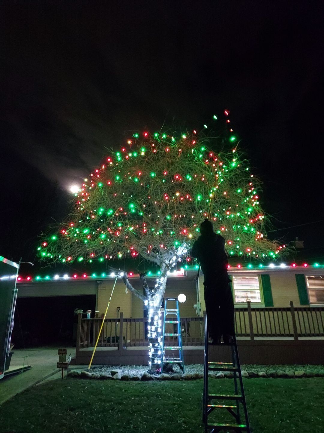 A person is standing on a ladder next to a tree decorated with christmas lights.