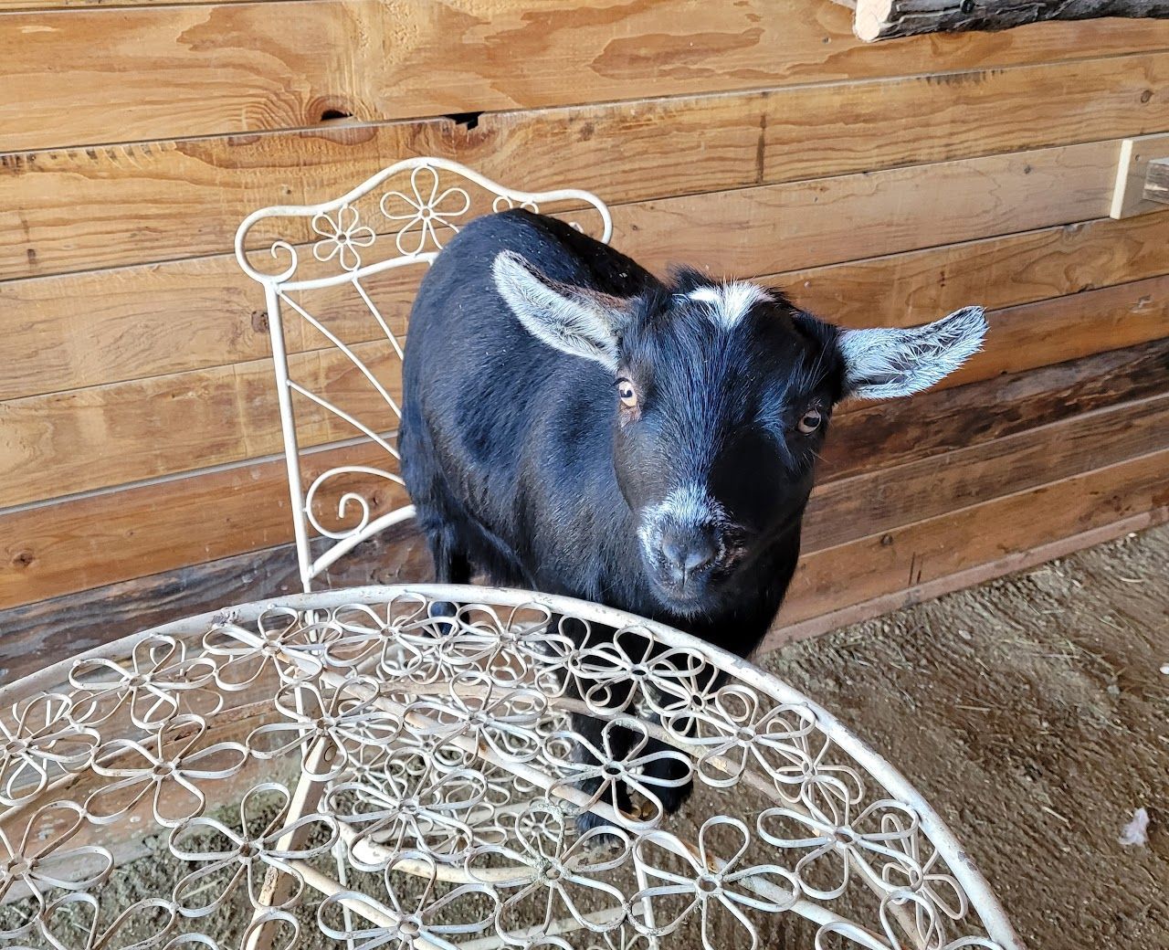 A black goat is sitting on a chair next to a table.