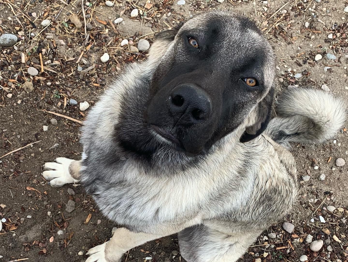 A close up of a dog looking up at the camera.